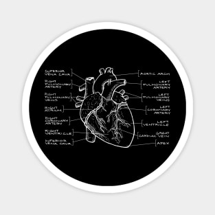 Anatomical Heart Diagram (White Text) Magnet